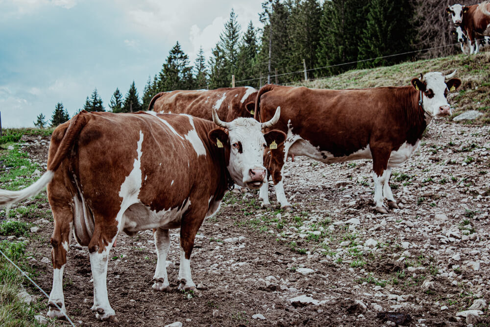 Kühe auf einer Weide
