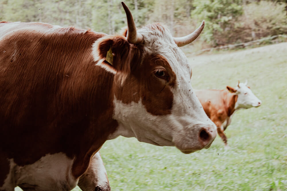 Eine Kuh auf der Weide