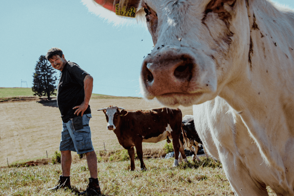 Handwirt Reinhold bei seinen Kühen