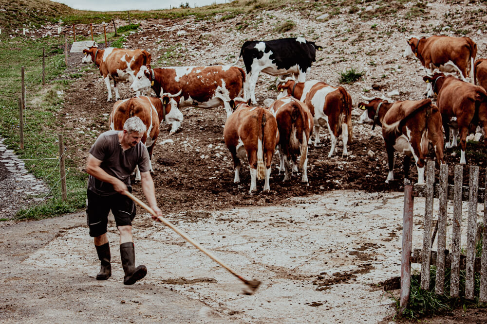 Franz beim Mist kratzen. Im Hintergrund sind seine Kühe