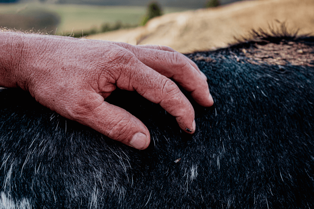 Eine Hand auf dem Rücken einer Kuh