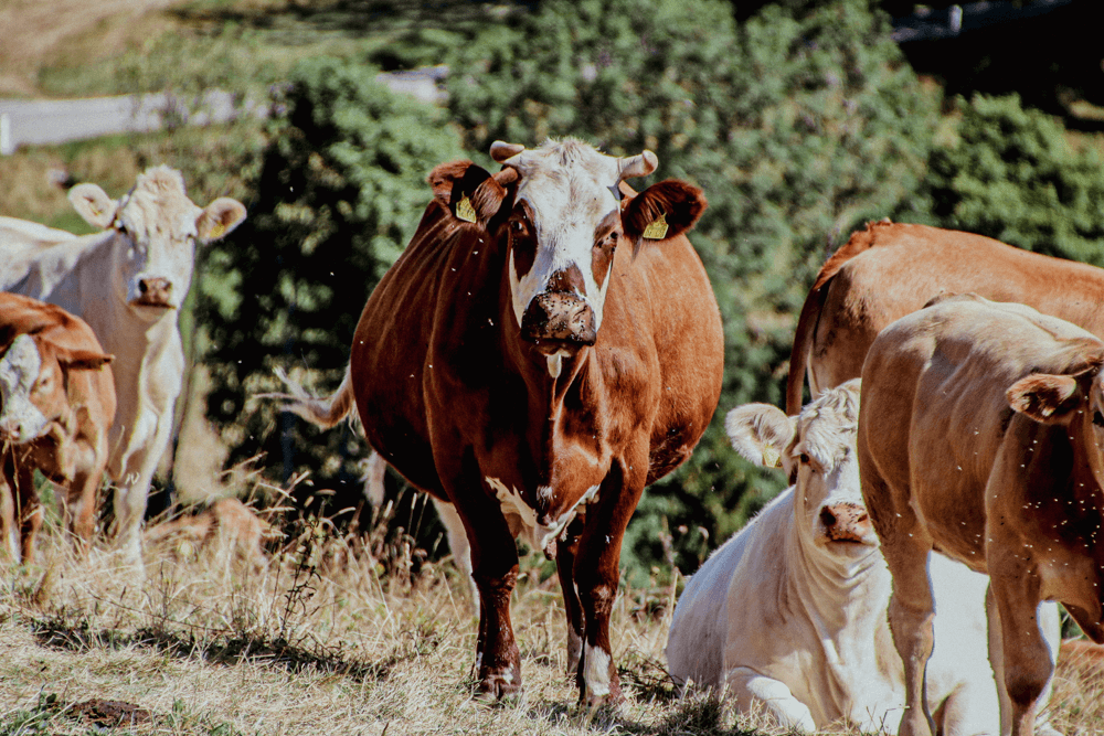 Eine braune Kuh auf der Weide