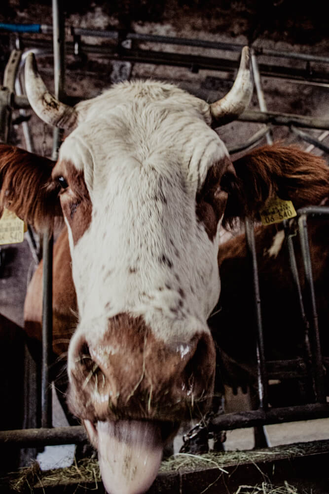 Eine Kuh die die Zunge raus streckt