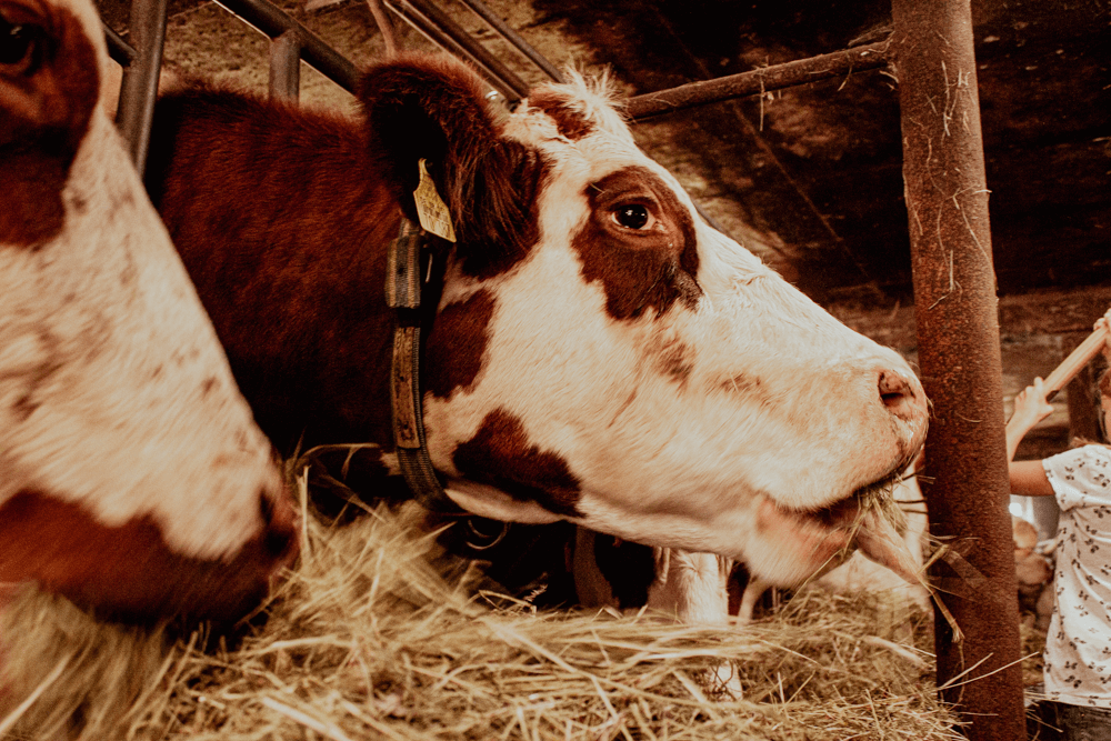 Eine Kuh beim Fressen