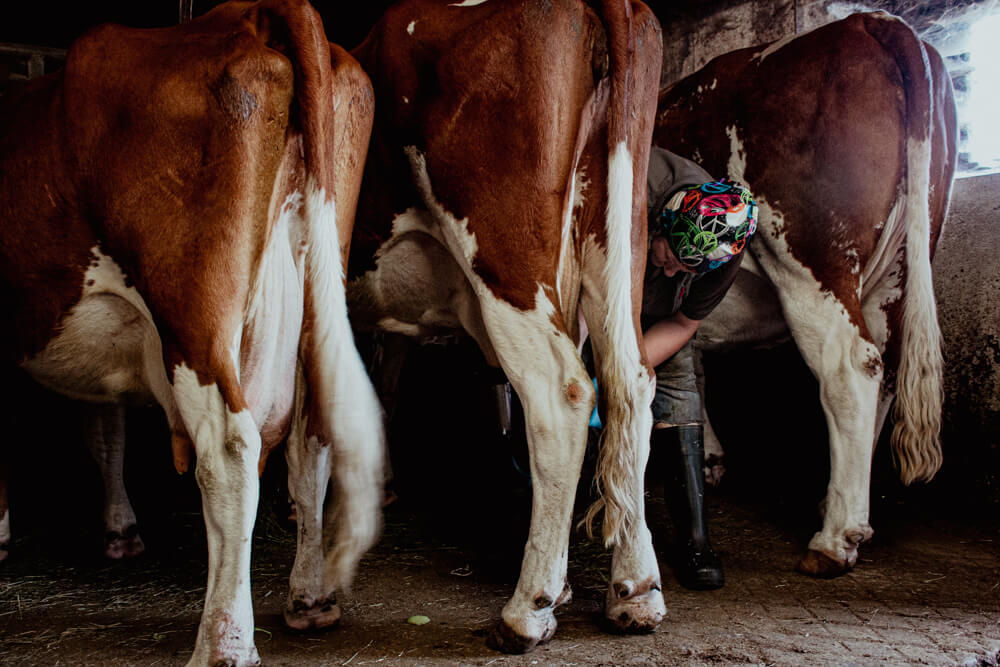 Clara beim Melkken