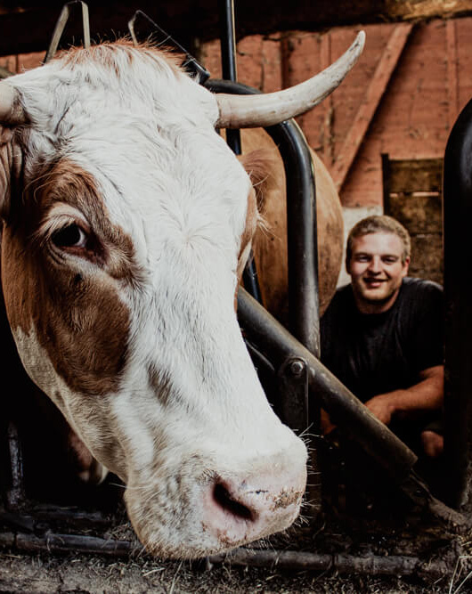 Kuh und Handwirt beim Melken