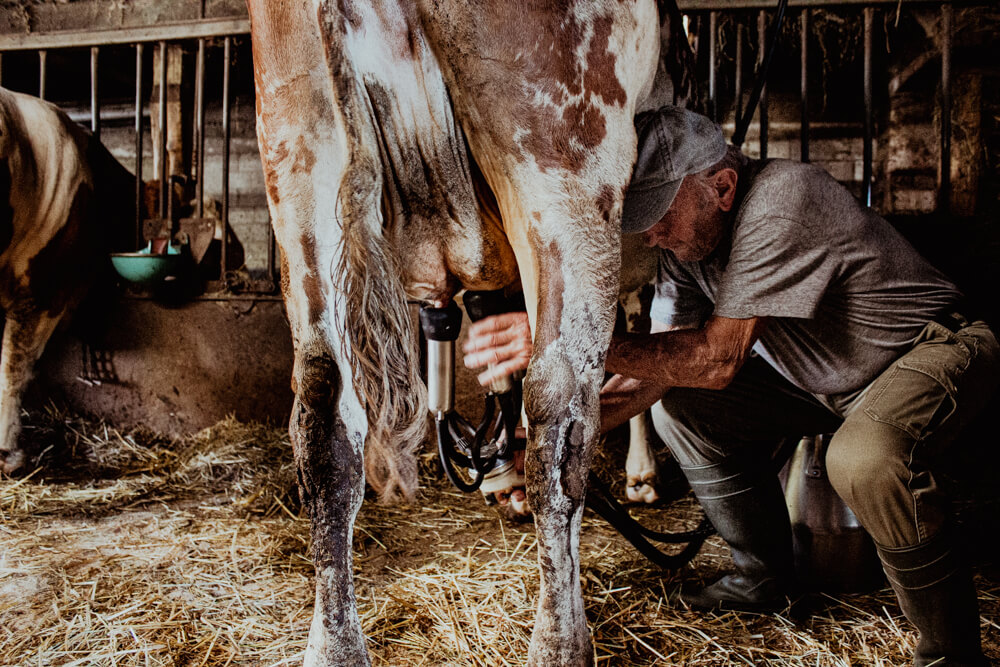Klaus beim Melken